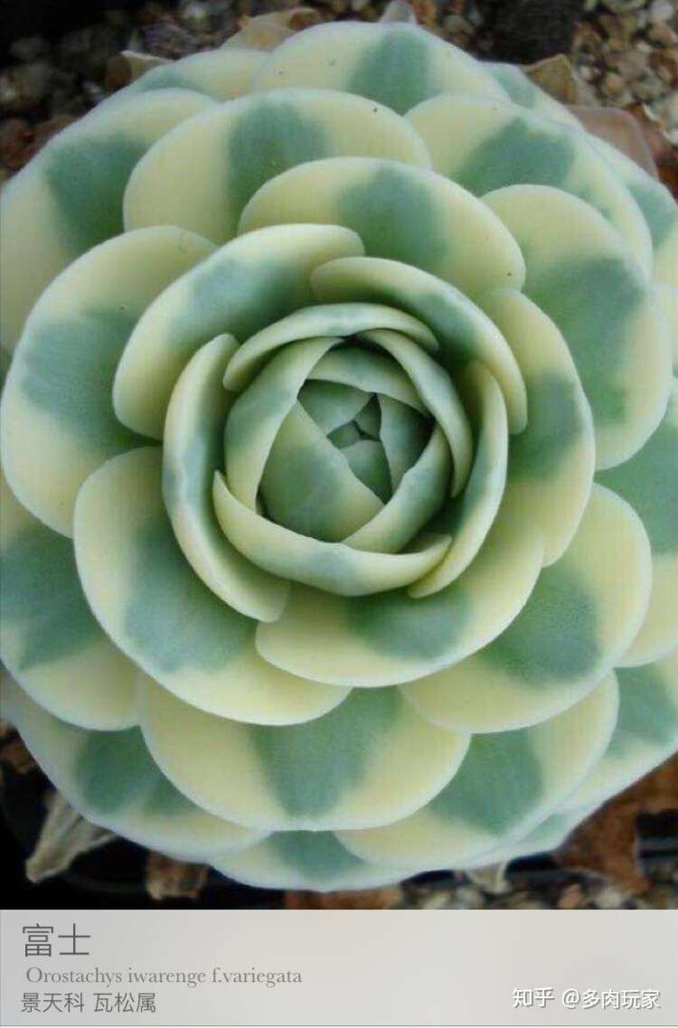 慢生活 轻阅读 1641期 知乎