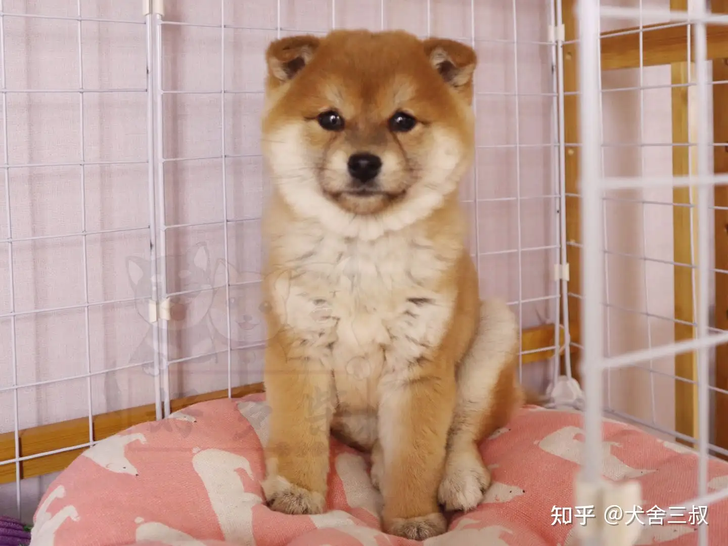 养柴攻略 豆柴是柴犬吗 该如何饲养呢 知乎