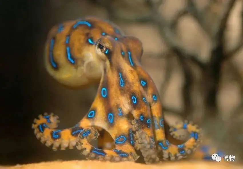 网友称吃火锅遇剧毒蓝环章鱼，究竟是怎么一回事？