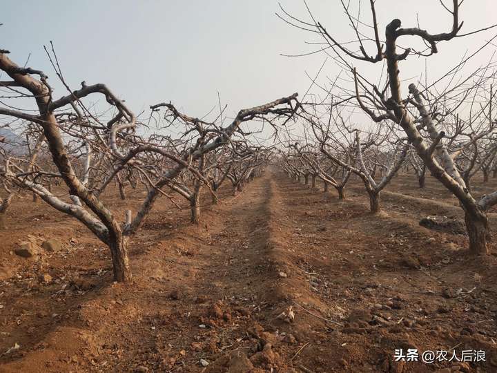 图片[2]-怎样调节桃树的营养生长和生殖生长，丰产又丰收-博云求真