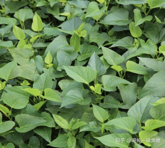 糯米香叶就是这样