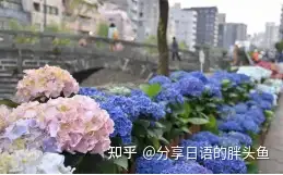 日本的紫阳花文化 知乎