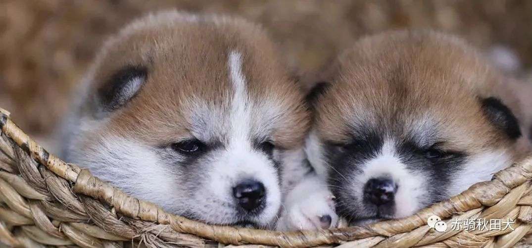 来自一只秋田犬的自白 带你了解最真实的秋田犬 知乎