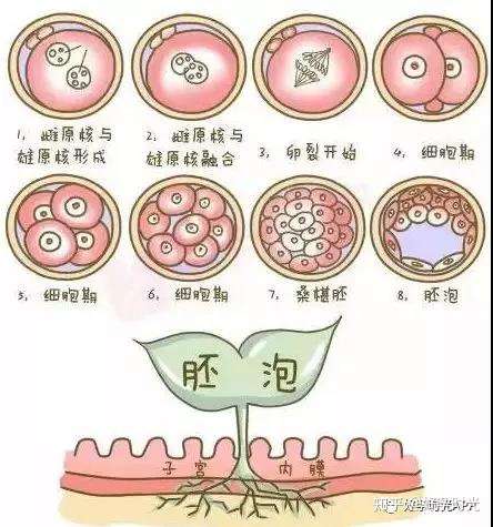 如何避免生化妊娠 助力宝宝安全留下 知乎