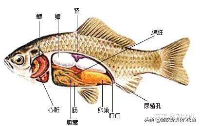 做菜时鲫鱼黑鱼的刺有没有可能按照解剖图去干净?