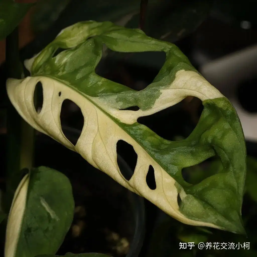 週末キャンペーン極美斑 Monstera adansonii variegata - 植物/観葉植物