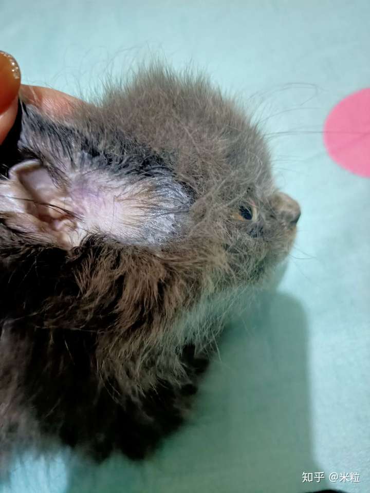 请问我家猫耳朵为什么流脓啊