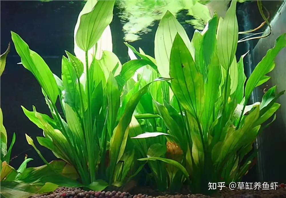 鱼缸有水草更漂亮 怎样才能养好水草 这6种水草各有不同 知乎