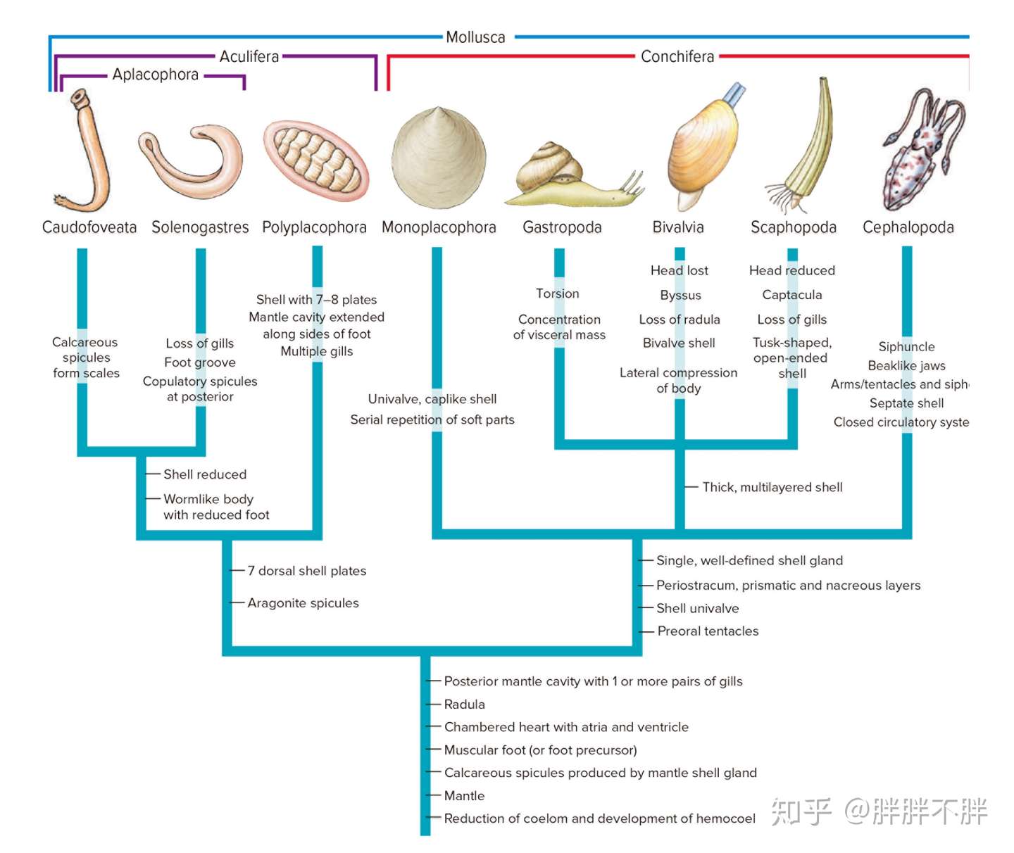 生物学笔记 软体动物门 知乎