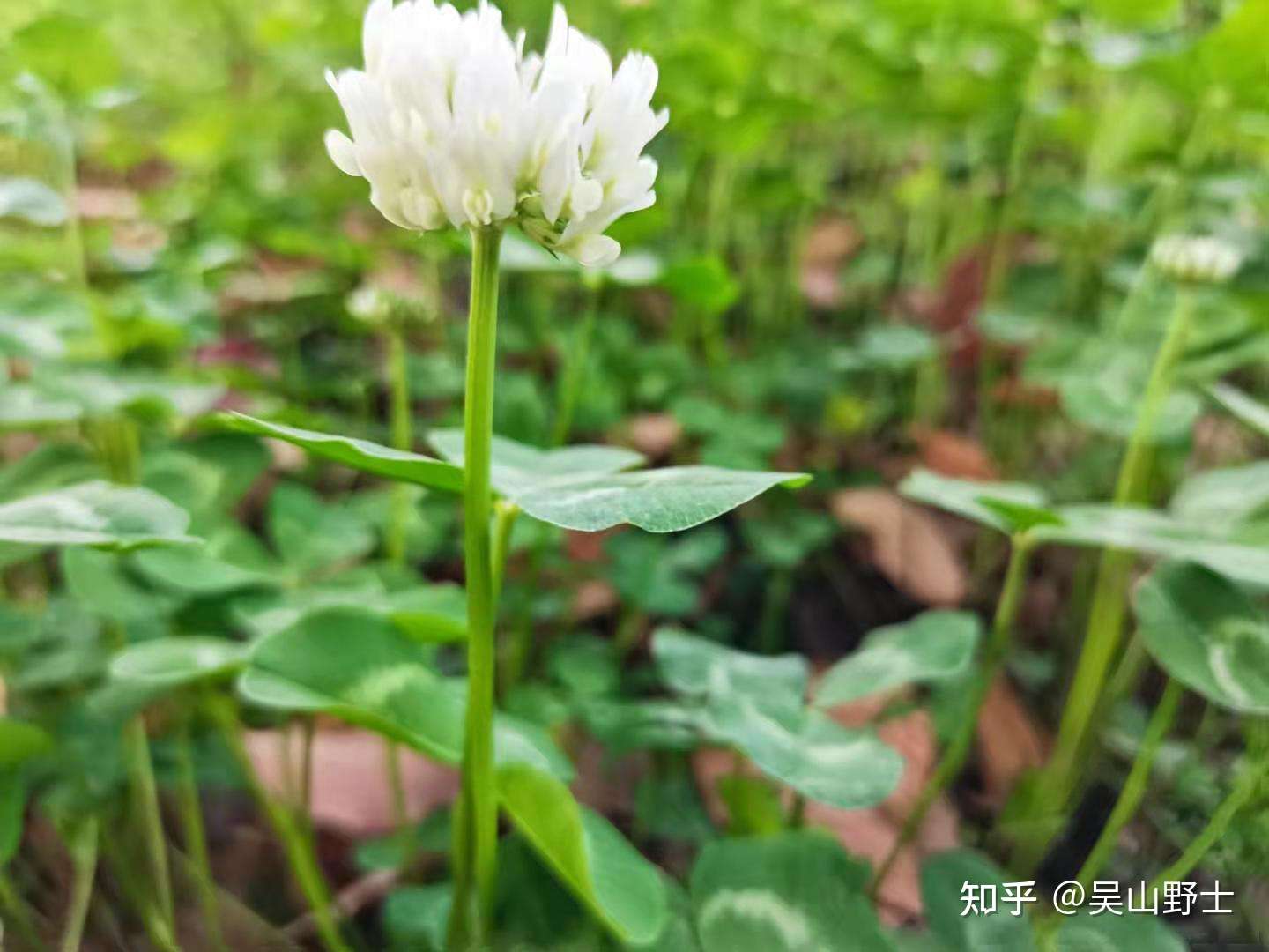 七绝 白车轴草 平水韵 知乎