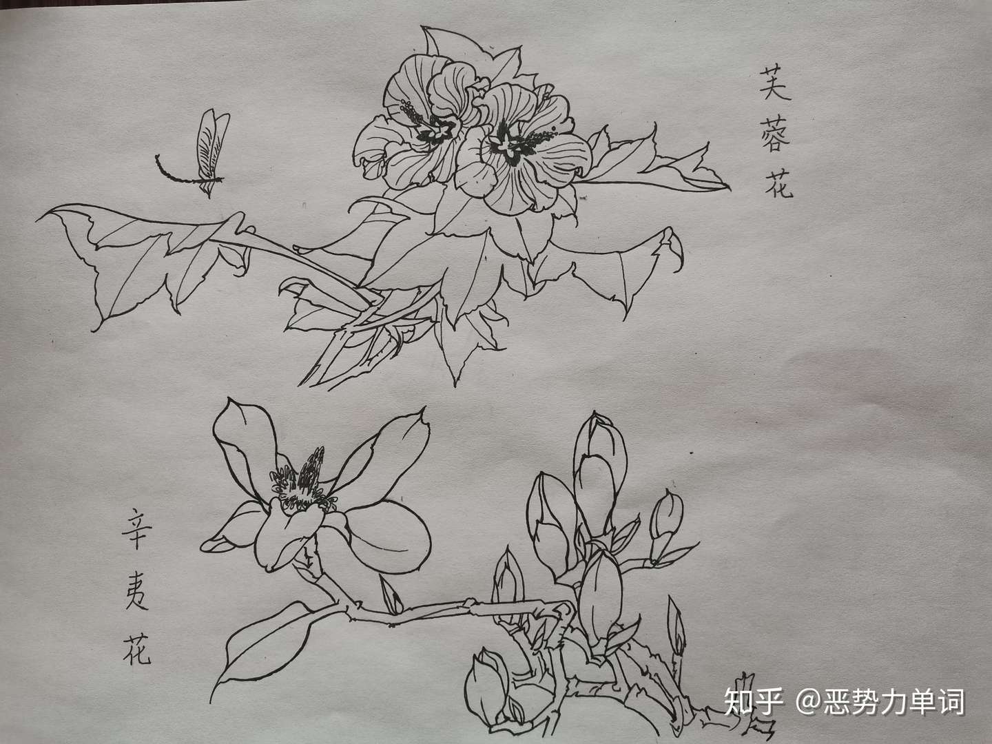 白描花卉两张 知乎