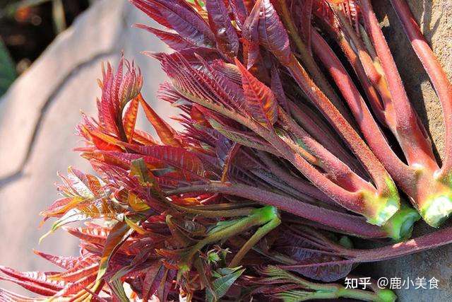 香椿分 绿叶 和 红叶 有啥区别 原来相差甚大 别买错了 知乎