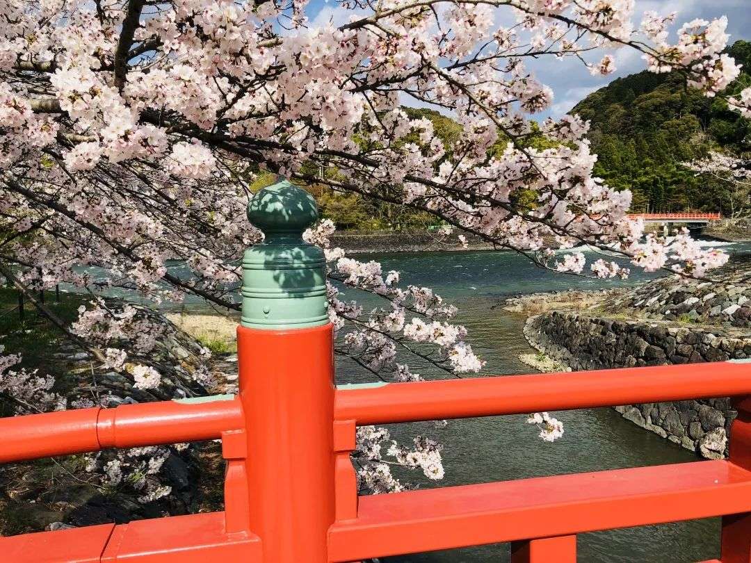 京品游记 樱花季探访抹茶故乡 宇治 知乎