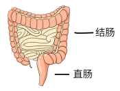 贵阳东大肛肠医院：消失的大便？憋回去的便便去哪了？