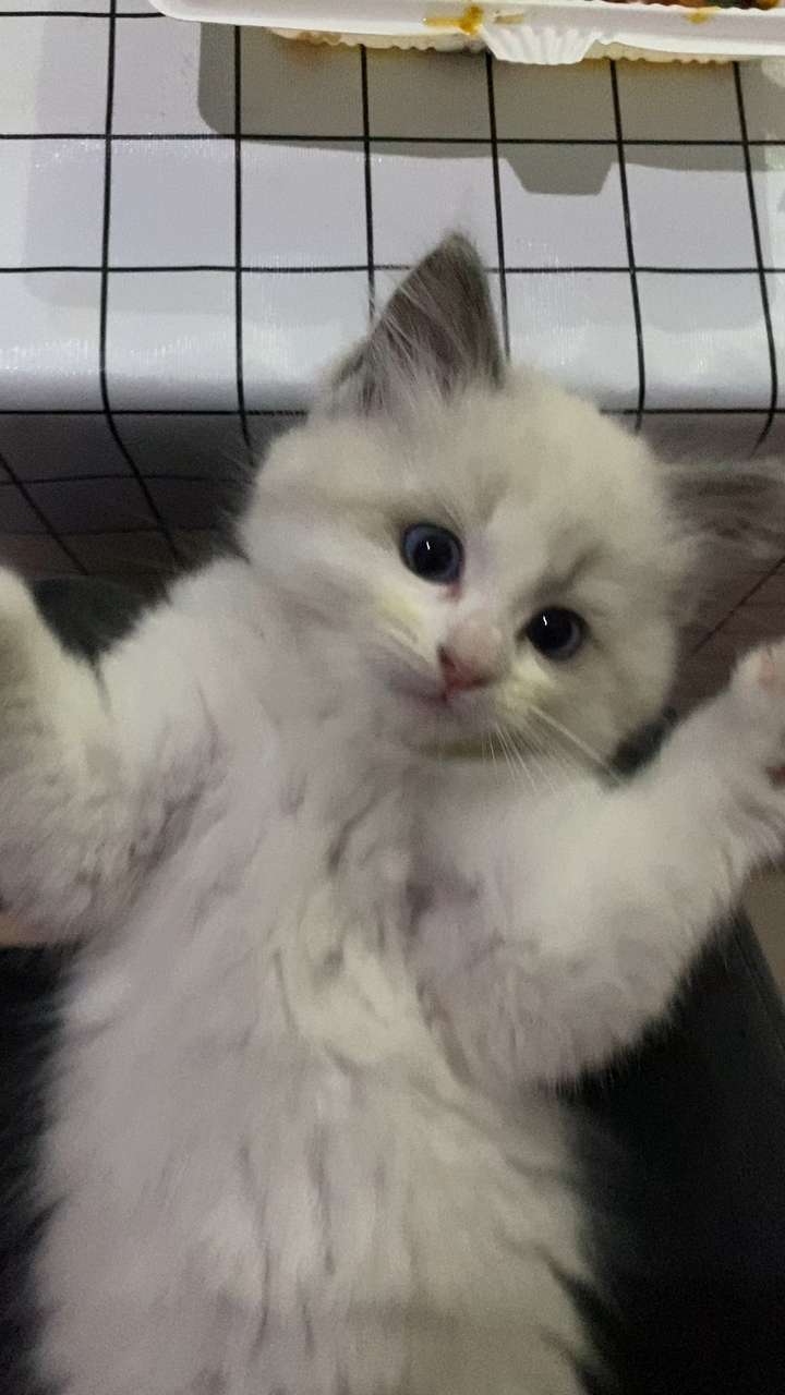 小猫的视频大全观看 v2-7b798efddc39ac89c032a957dbf106d8_bh.jpg?source=1940ef5c