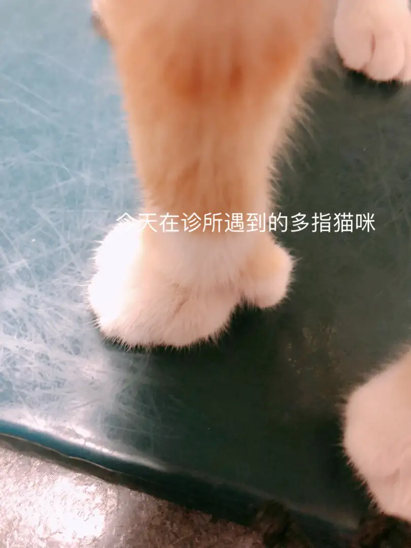 为什么有的猫咪有多余的趾头 需要做手术吗 知乎