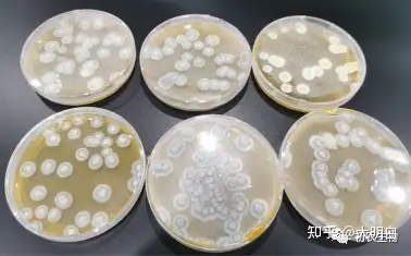 拜赖青霉制剂初农生物出品 - 知乎