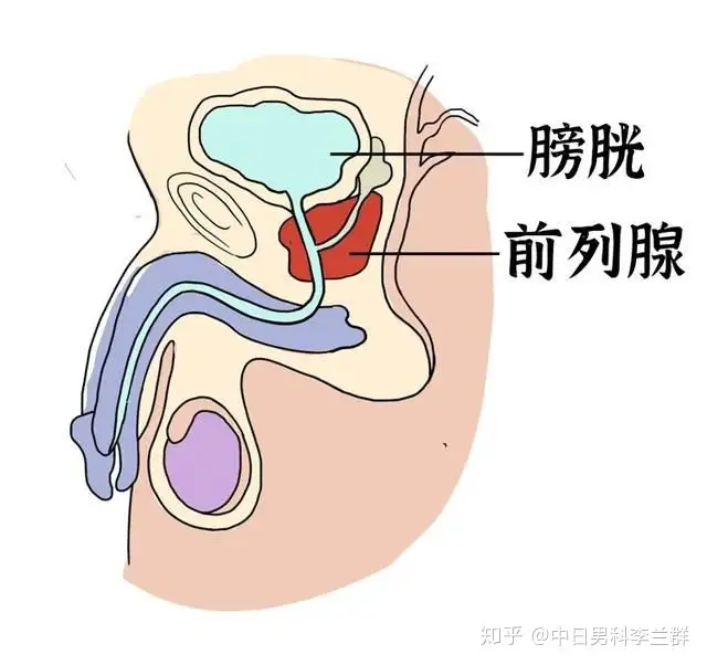 男科和泌尿外科有什么区别？