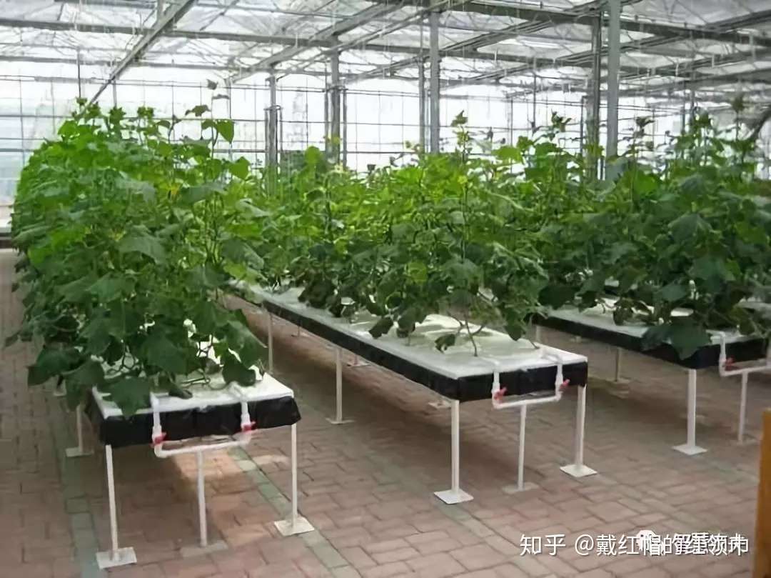 农业前沿 新型的无土栽培技术 你认知的有几种呢 知乎