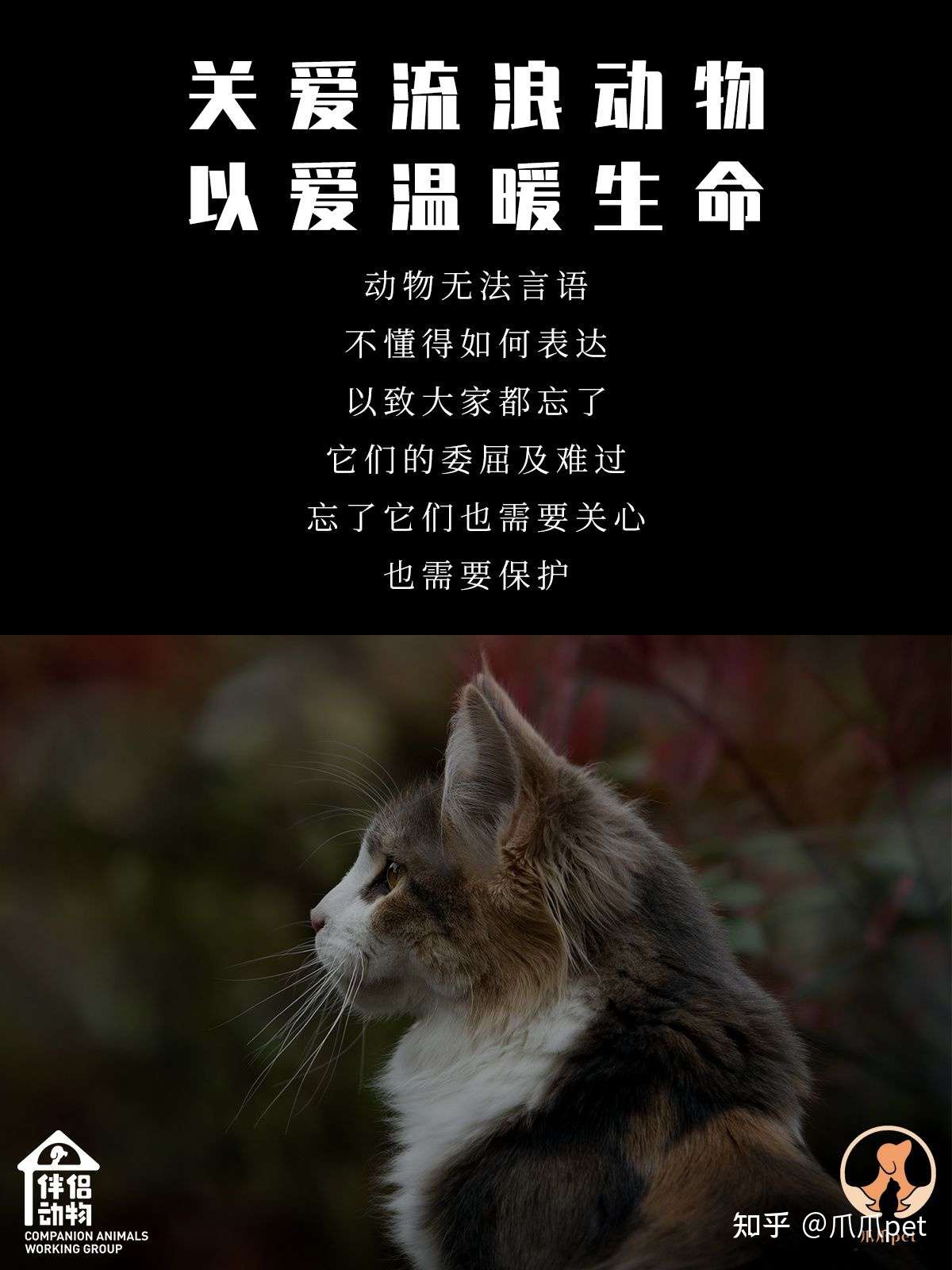 以爱温暖生命 知乎