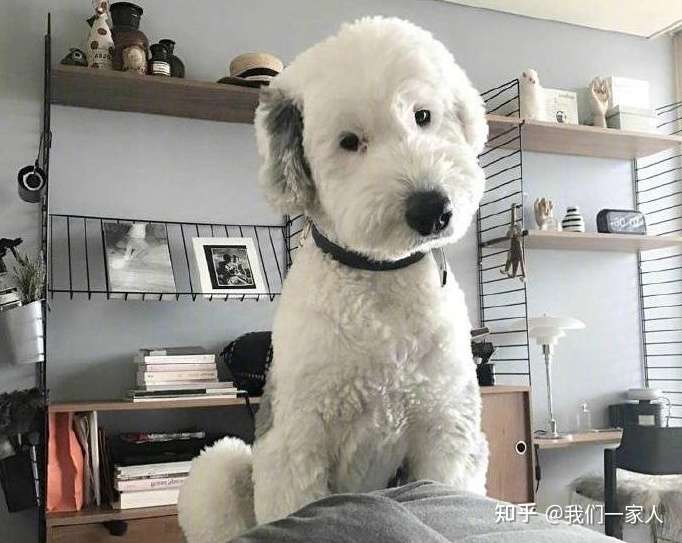 这些狗界 巨型犬 虽体型巨大 但内心却是个小可爱 知乎