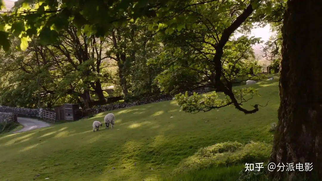 《万物生灵第六季》豆瓣9.4，秋季限定神剧回归！