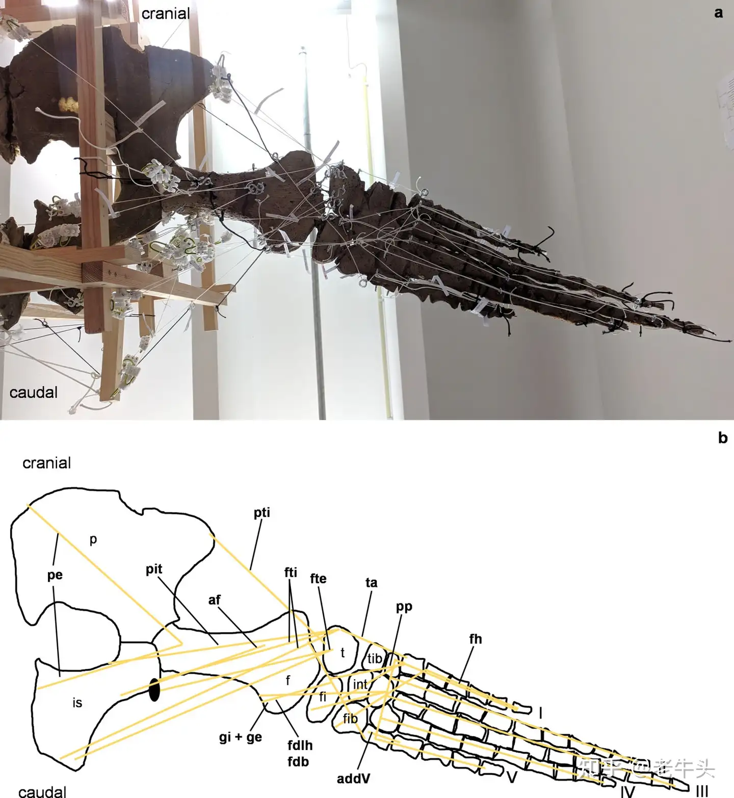 Long-Standing Mystery of Vertebrate Evolution Solved Using Powerful X-rays