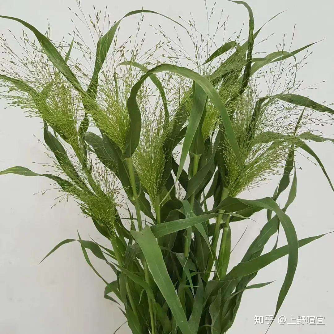 雾状花材 喷泉草 爱如喷泉汩汩涌动 知乎 雾状花材 喷泉草 爱如喷泉汩汩涌动 知乎