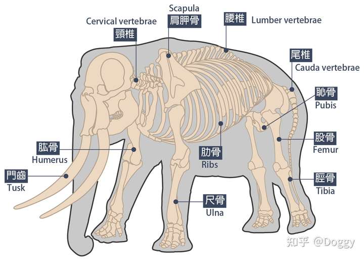 大象的骨骼生长部位图片