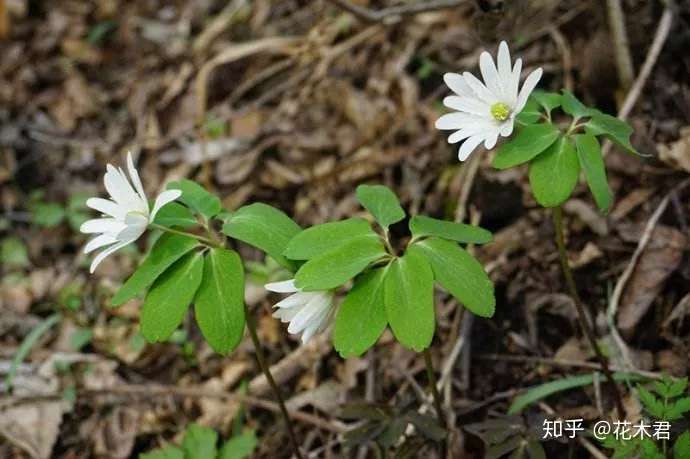 文房菖蒲 市场常见菖蒲的分类辨识及鉴赏 知乎