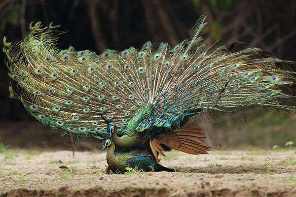 孔雀和凤凰是同一种动物吗 知乎