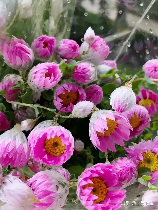 Bunch of white dried flowers