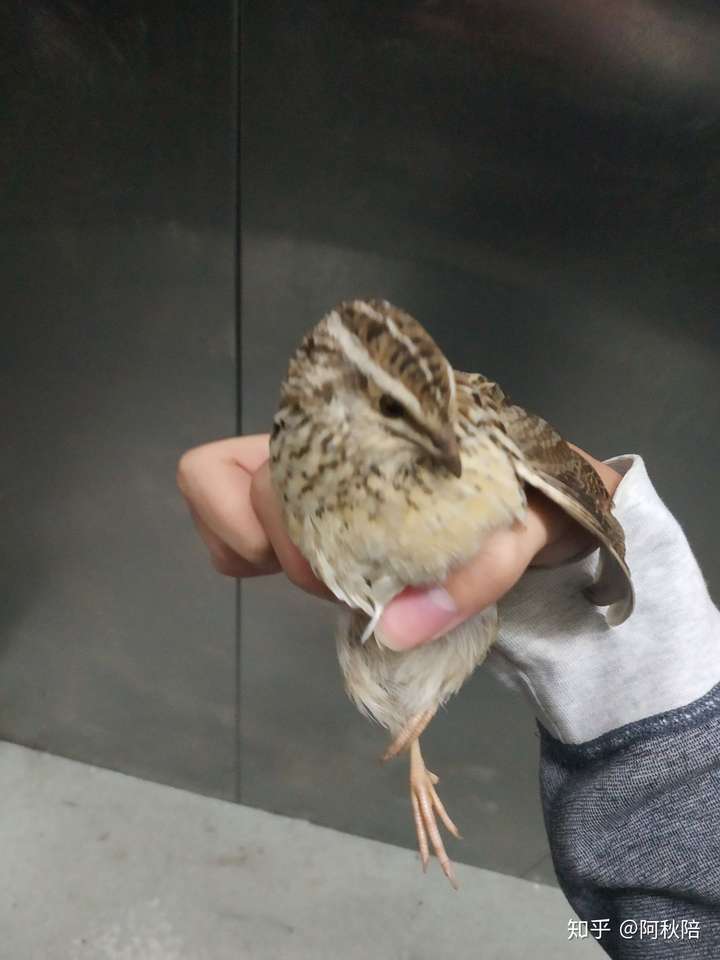 坐标山东,捡到一只缩成一团的小鹌鹑,天气冷把它带回家,想问问怎么养.