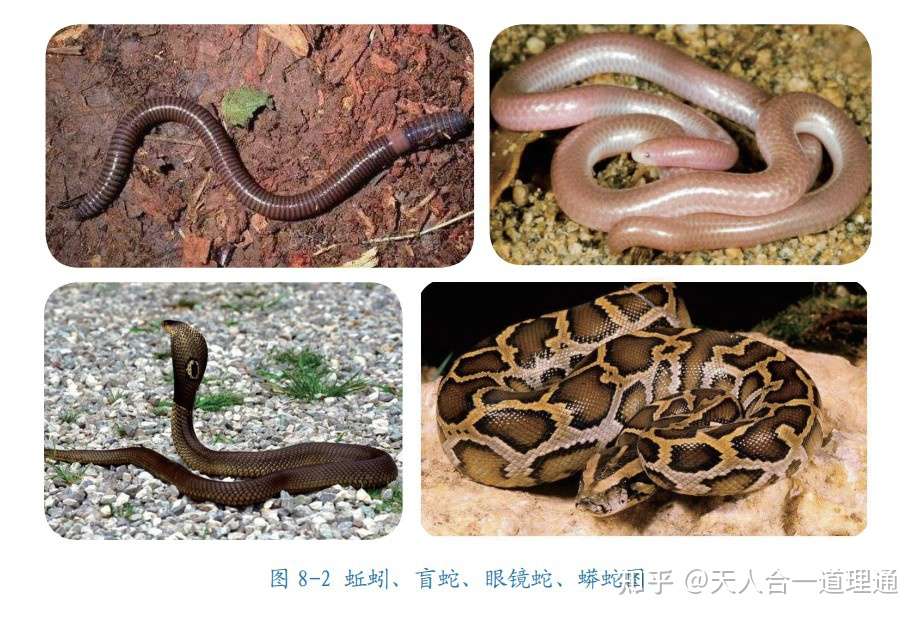 8 3 动物进化简论 二维 三维的进化 知乎 8 3 动物进化简论 二维 三维的进化 知乎