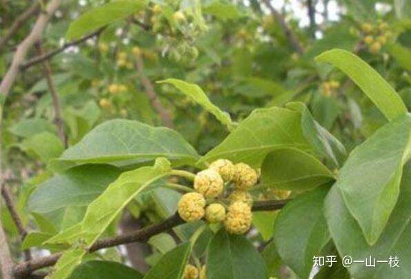 "柘木"又名桑柘木:桑科植物,为我国历史上著名名贵木料,大多历史文献