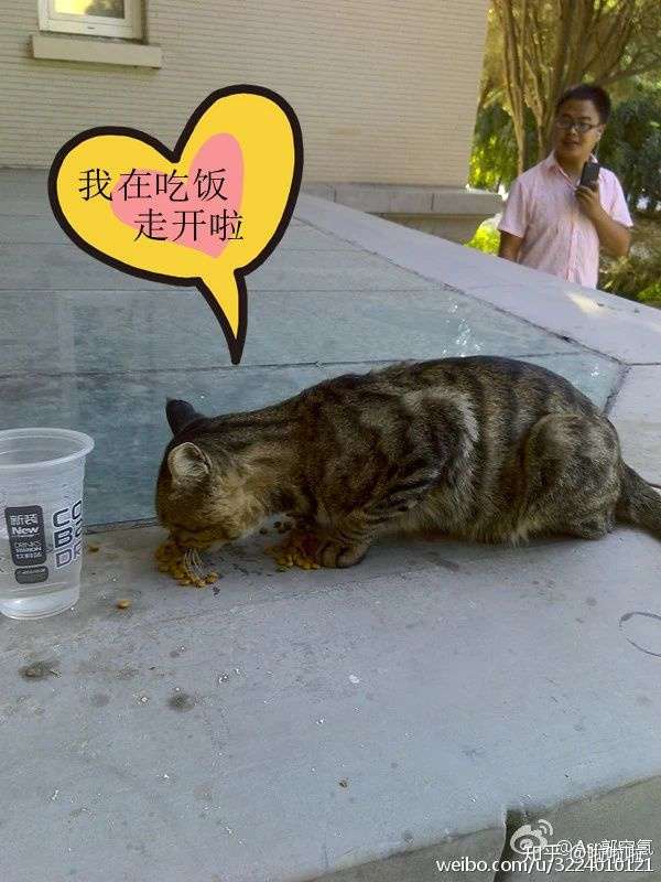 虐猫的人 到底是谁 知乎