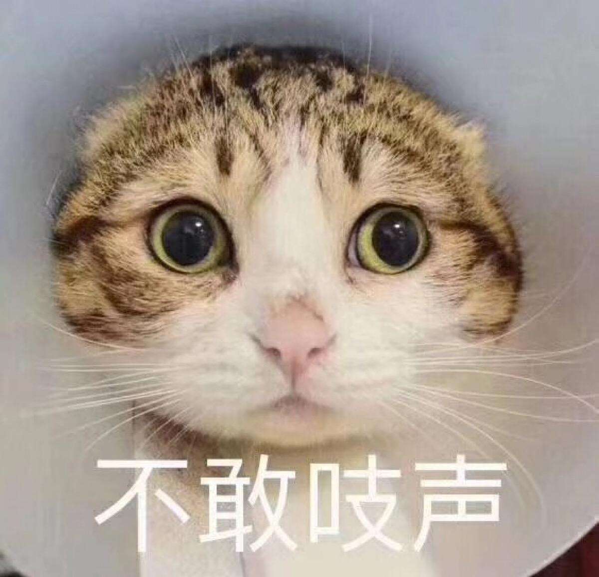 猫咪为什么会有喝马桶水的怪异行为 知乎