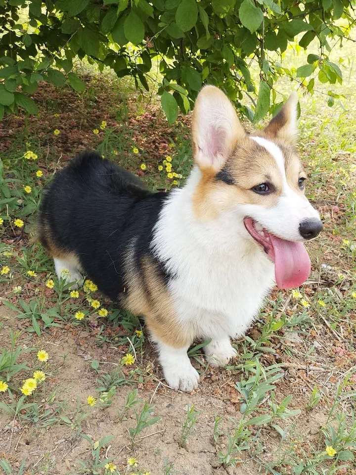 这是我家狗,五个月时候的照片.