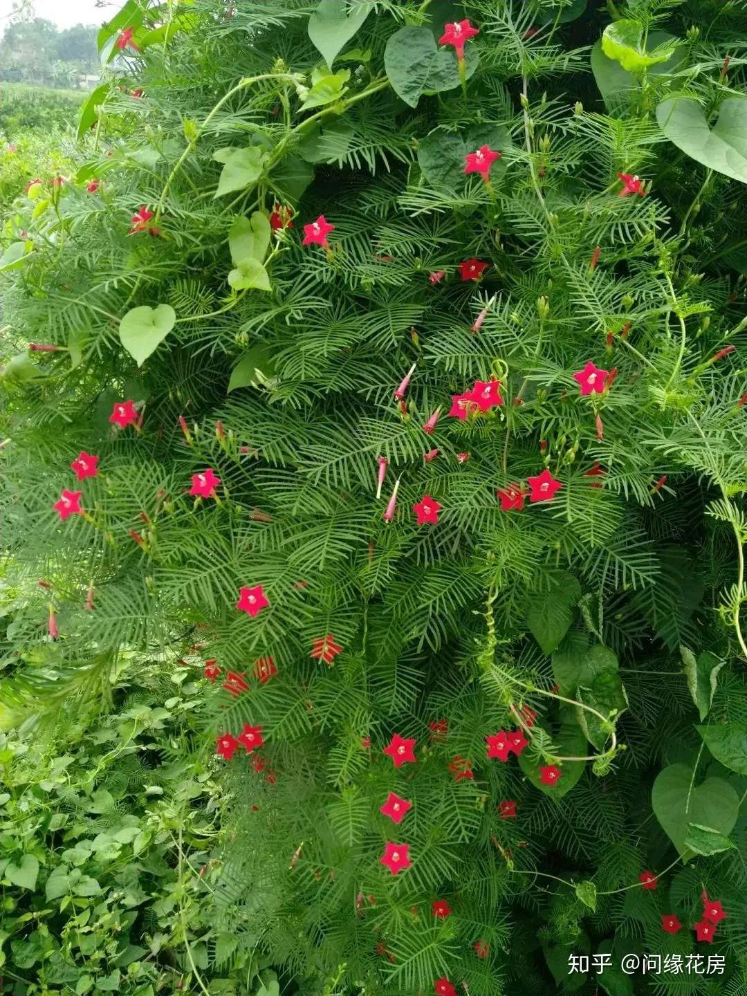 干货 25种爬藤花 花开便成瀑布 这个夏天够清凉 知乎