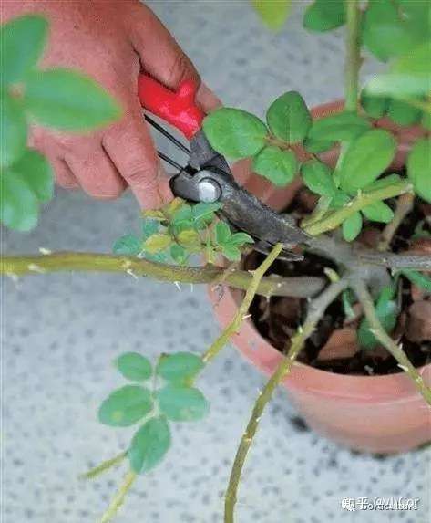 梅雨季节 月季花 养护指南 知乎