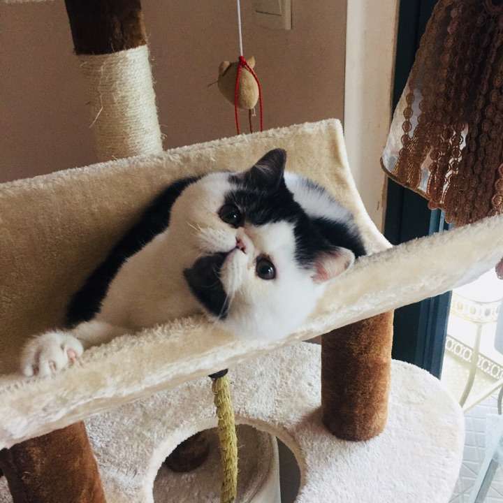 异国短毛奶牛猫.叫包子.现在4个月,刚来家里一个月.