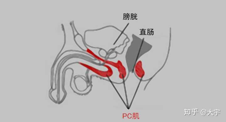 pc肌在哪里怎么练习pc肌