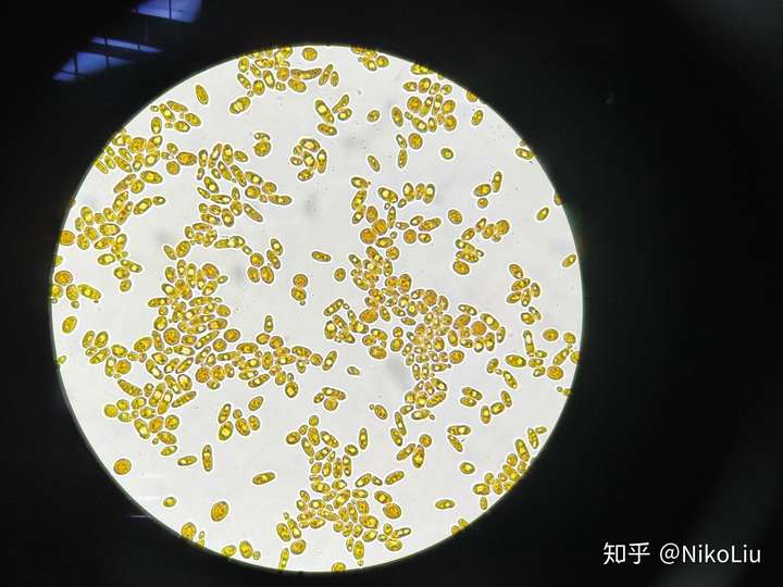 常见细菌可以用普通光学显微镜看到吗?