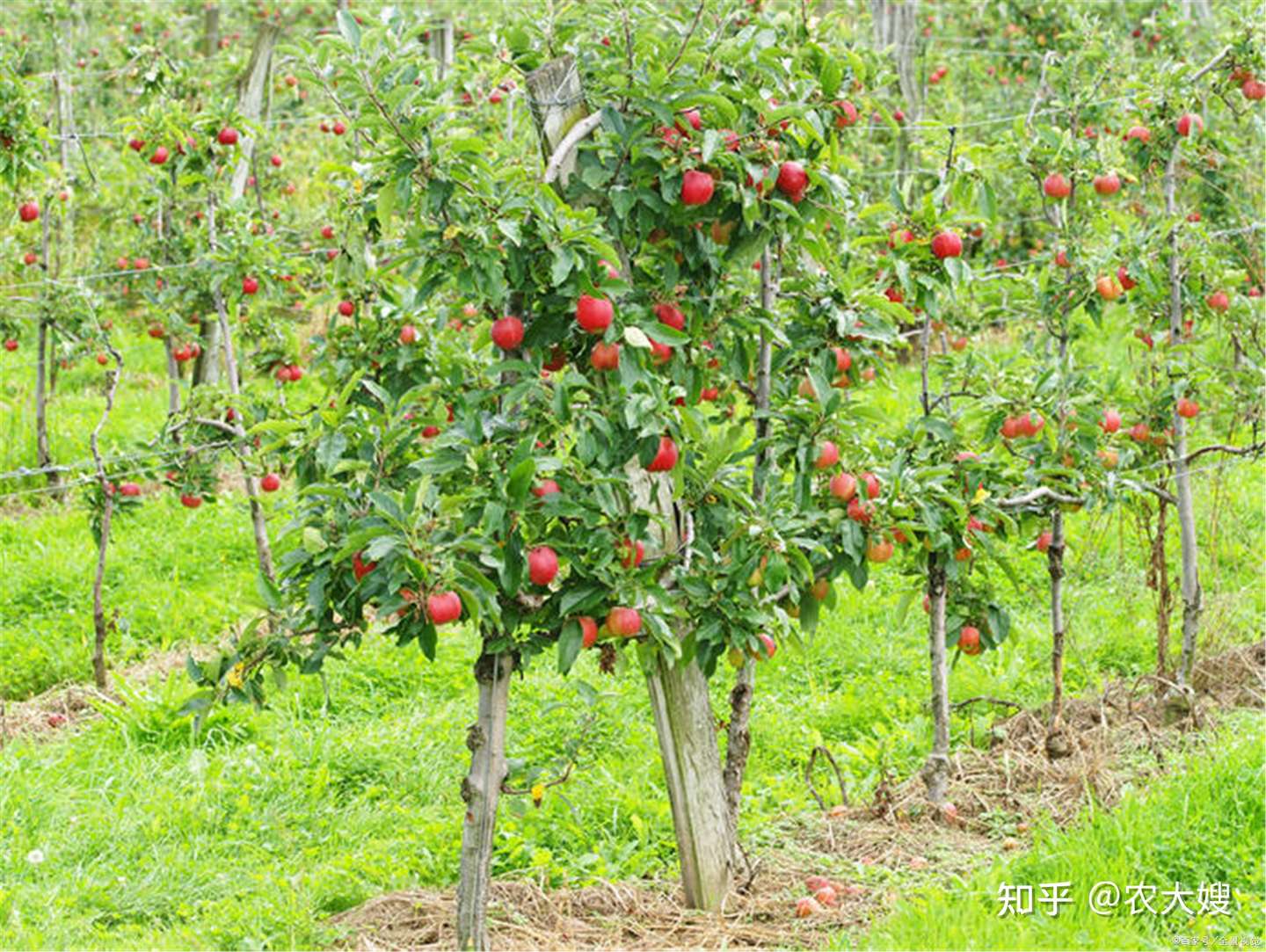 苹果树生根用什么肥 知乎