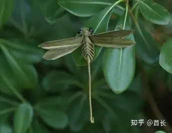 汉服申请非遗（汉服制作技艺非遗传承人名单） 第24张