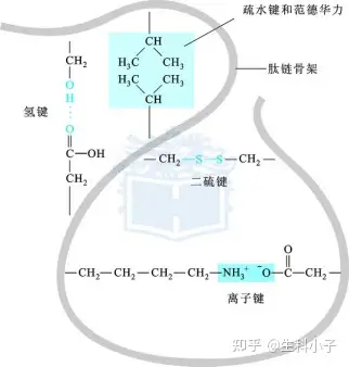 生化知識點5:蛋白質的四級結構 - 知乎