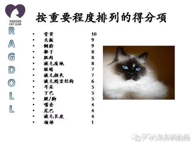 关于布偶猫的品相辨别 Tica版本 知乎