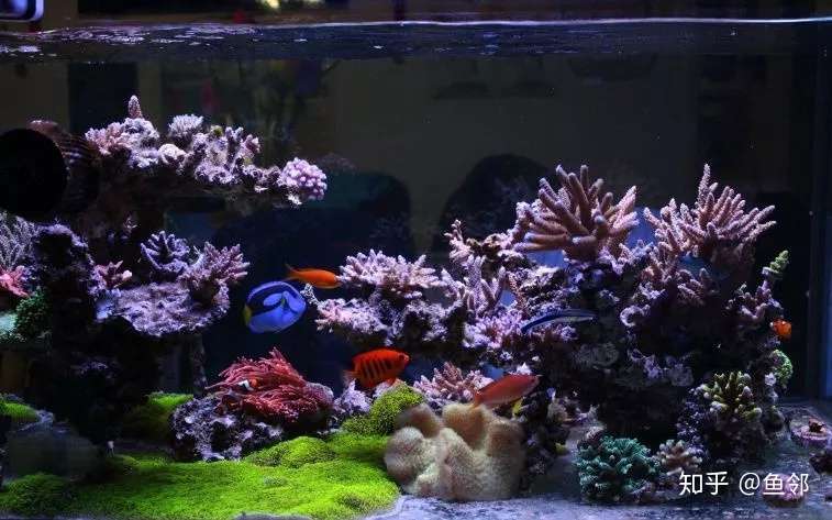海水圈新手需知都在这了啊 知乎