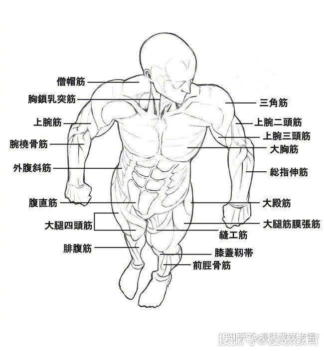 参考 零基础动漫男士肌肉怎样画 专业漫画培训课程 知乎