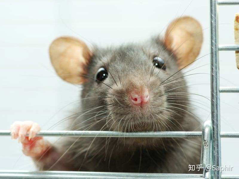 Chibi的读书笔记 第1期 花枝鼠的饲养概要 知乎